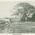 Abingdon 1982 (Arlington Historical Magazine)