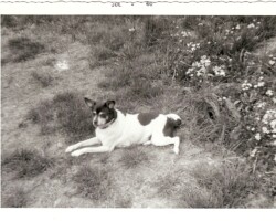 1960 Ladybug, Wayne's dog.