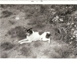 1960 Ladybug, Wayne's dog.